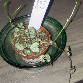 String of Hearts plant in Stilwell, Oklahoma