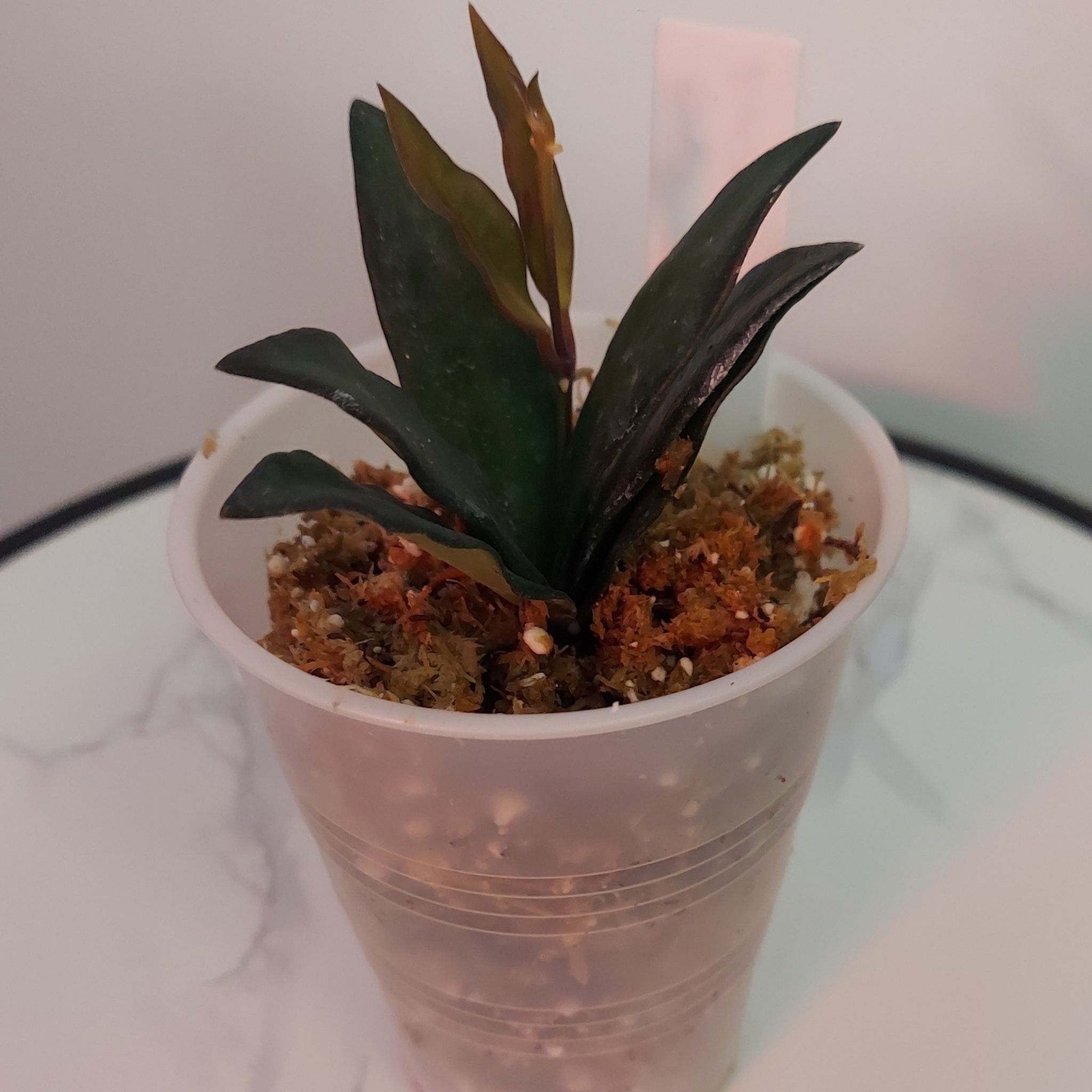 Hoya 'Rosita' plant in a plastic container with visible soil, appearing healthy.
