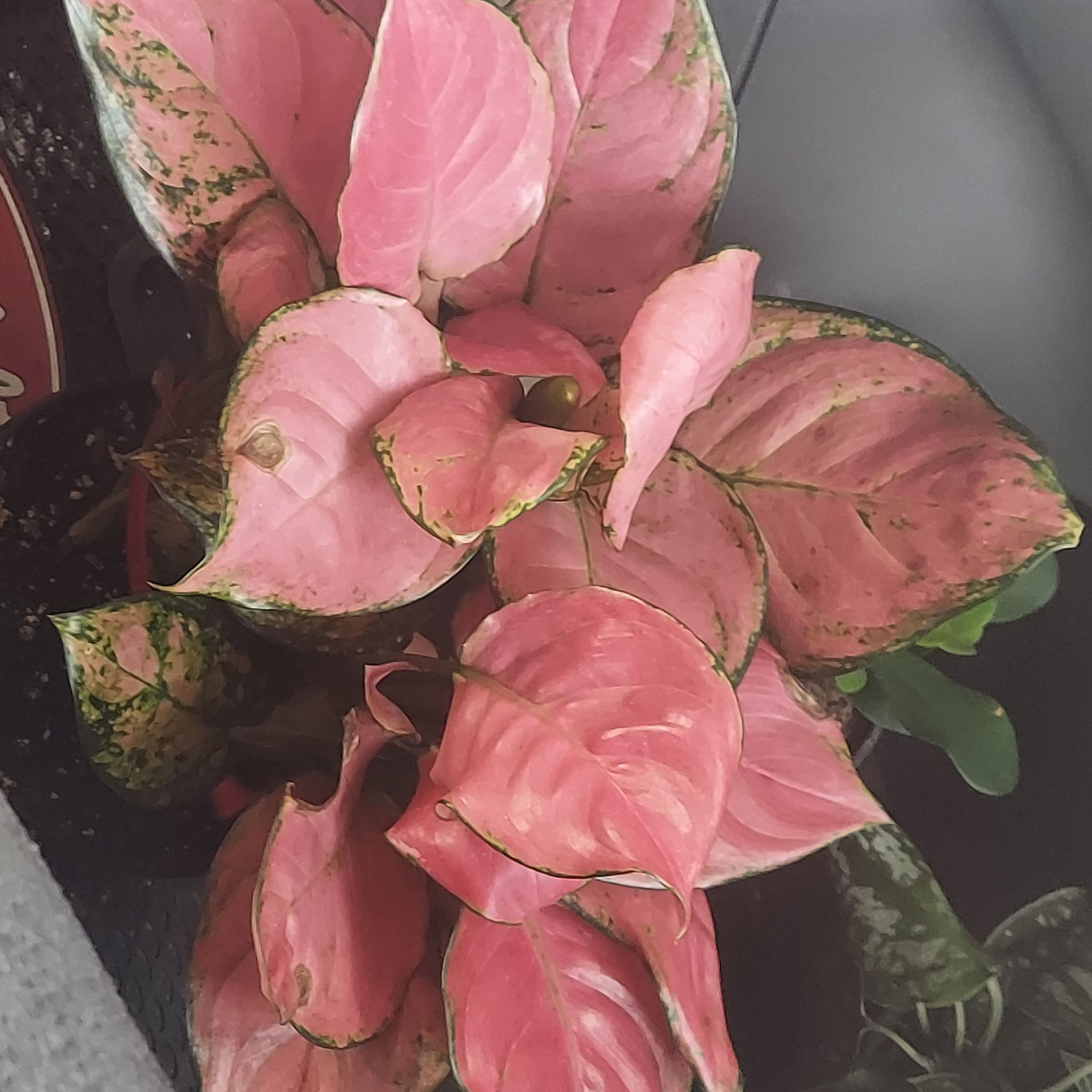 Chinese Evergreen Valentine plant with pink and green leaves, some showing browning and yellowing.