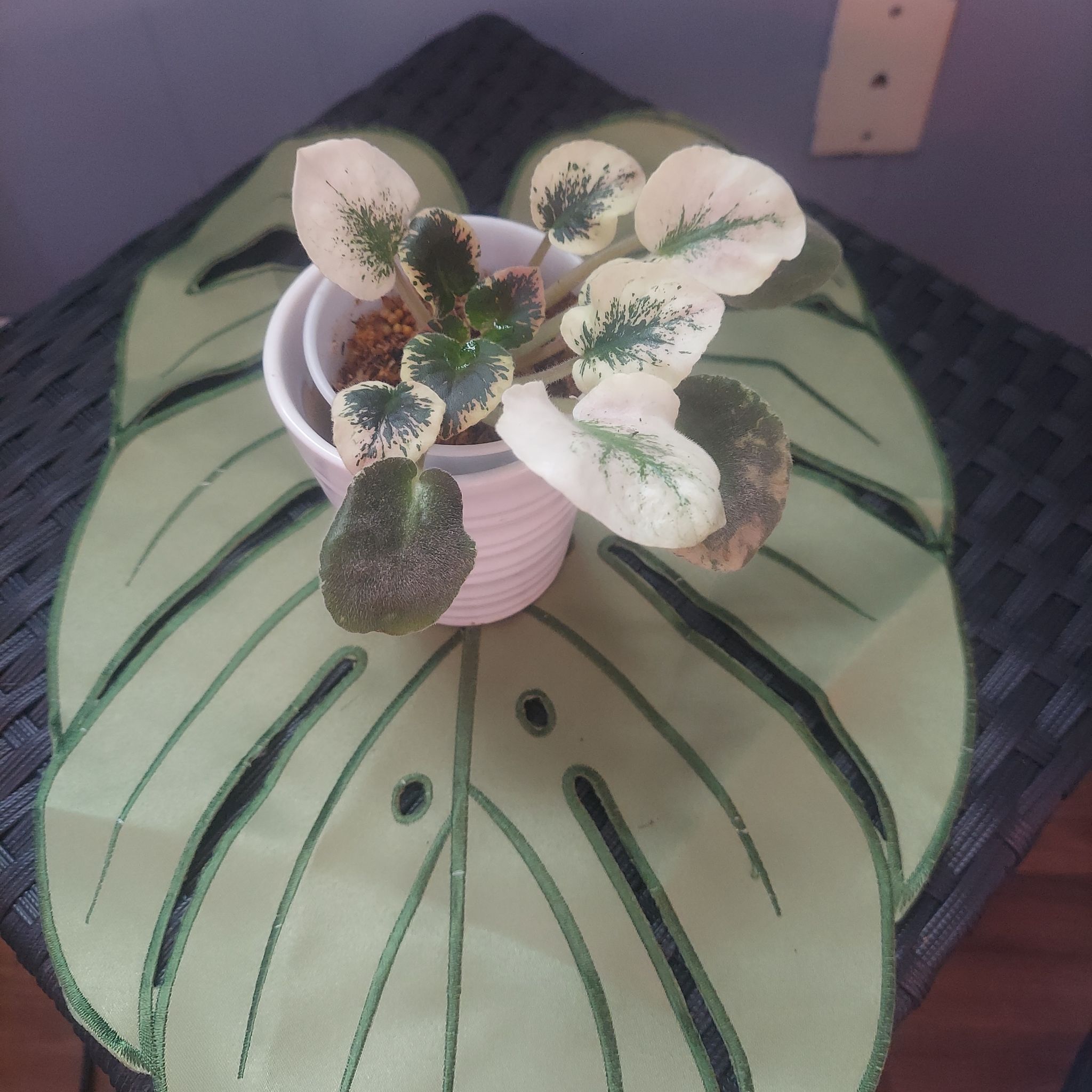 Photo of the plant species Rob's Hallucination African Violet by @gAnderson named African Violet"Aria" 🌺 on Greg, the plant care app