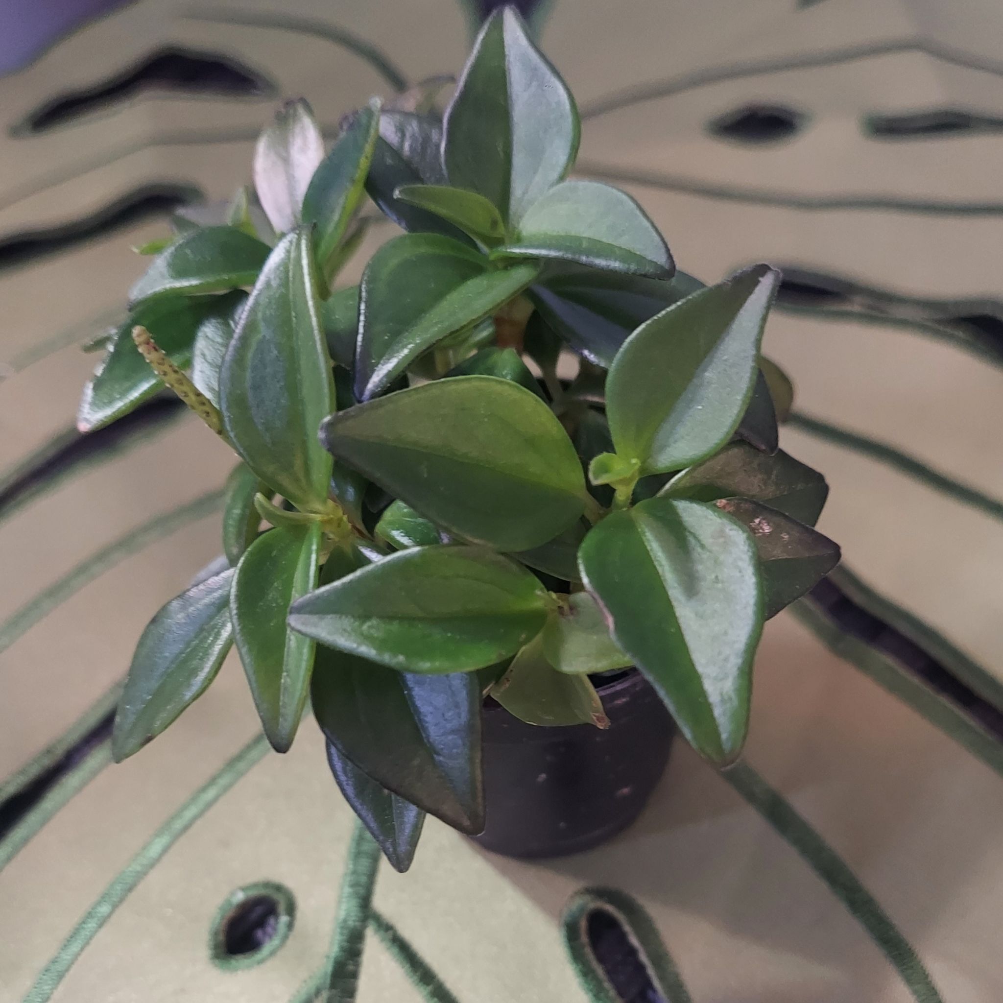 Peperomia trinervula plant in a small pot with healthy green leaves.