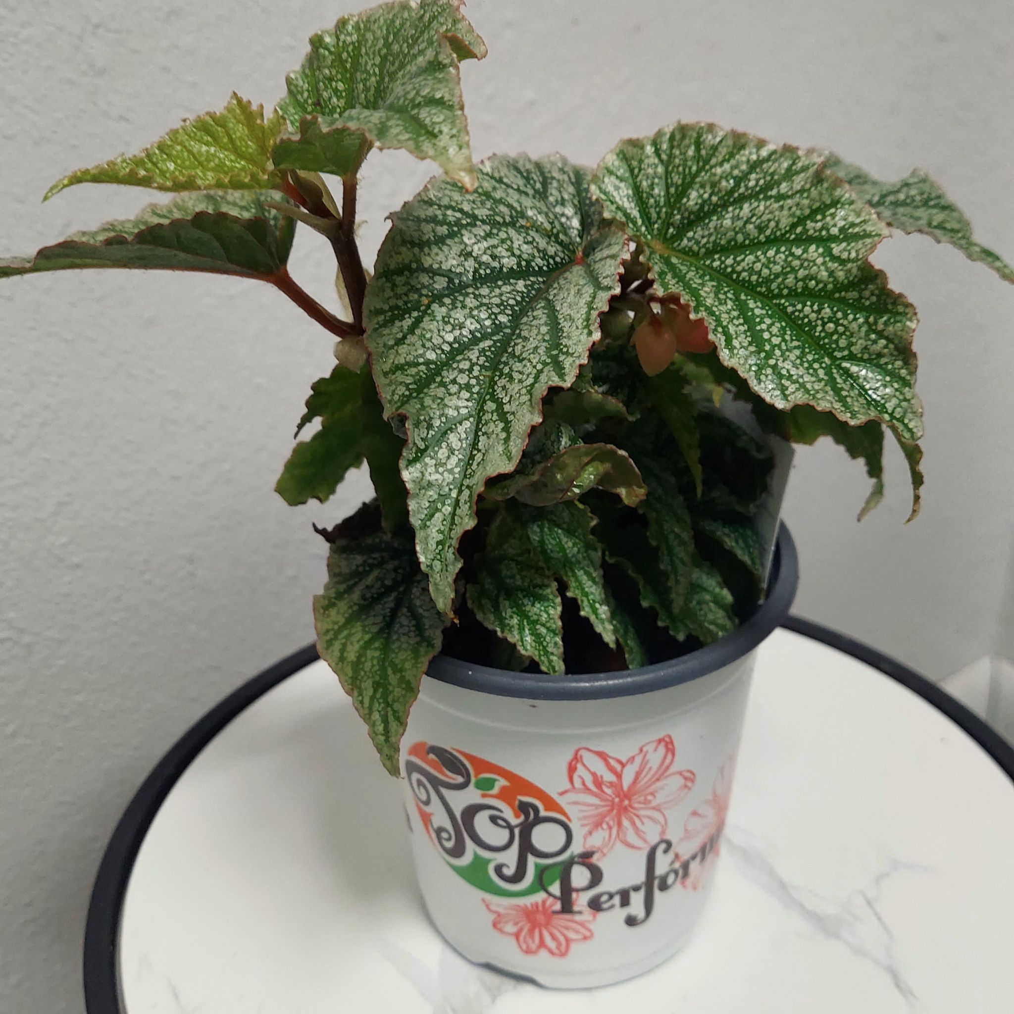 Plant care for Eureka Bronze Leaf White Begonia on Greg, the plant care app