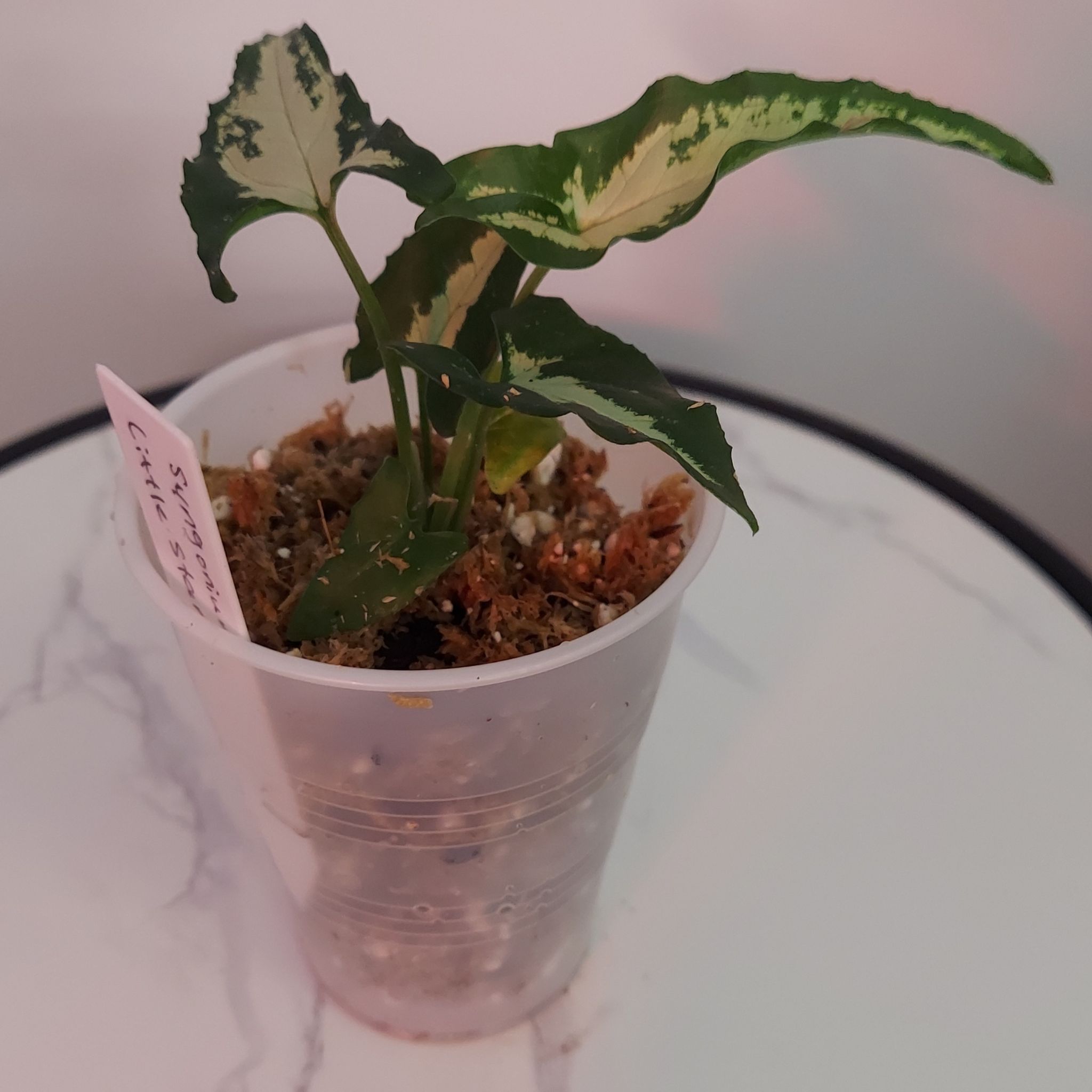 Photo of the plant species little star syngonuim by @gAnderson named Syngonium "Aster" on Greg, the plant care app