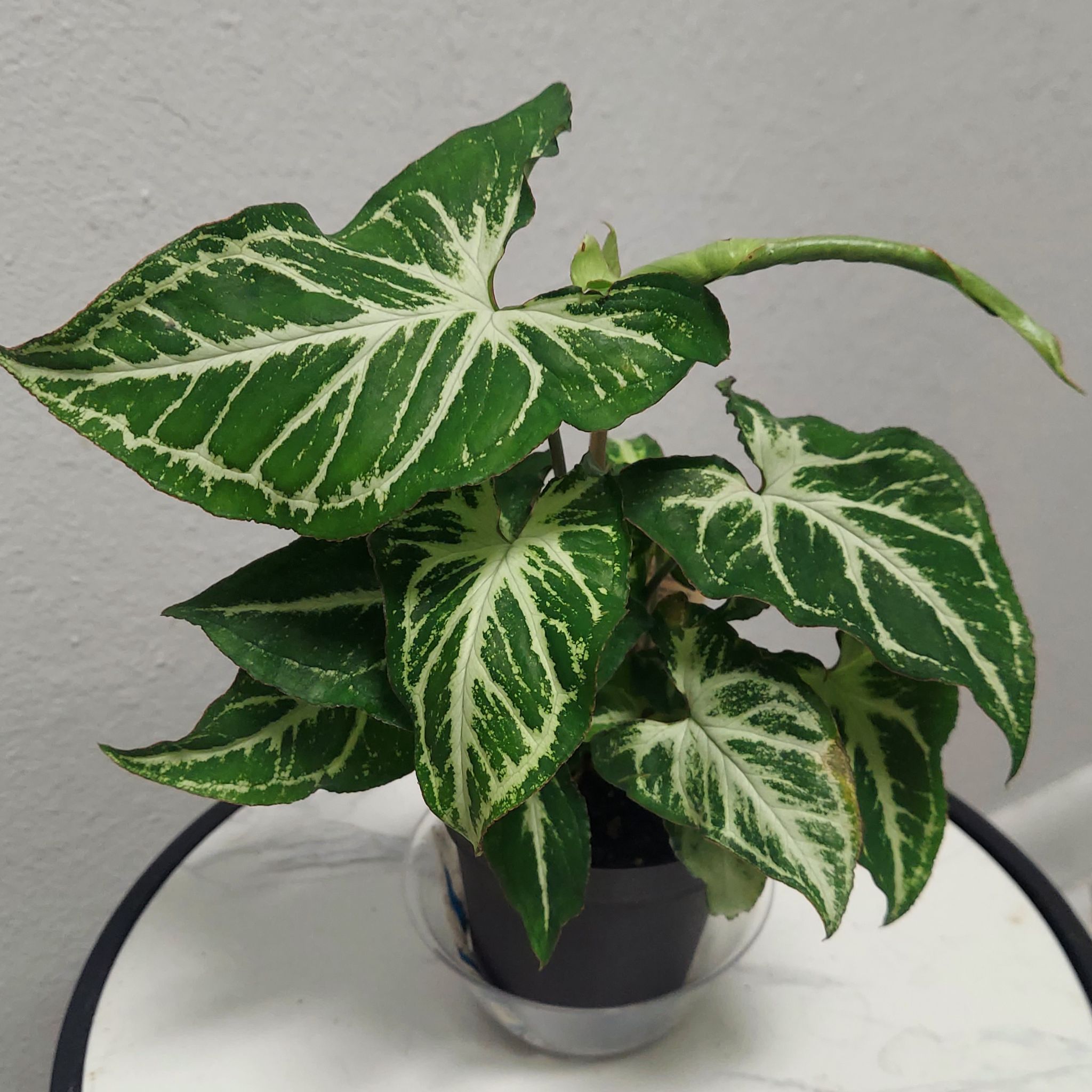 Photo of the plant species Syngonium 'Exotic Allusion' by @gAnderson named Syngonium "Exotica" on Greg, the plant care app