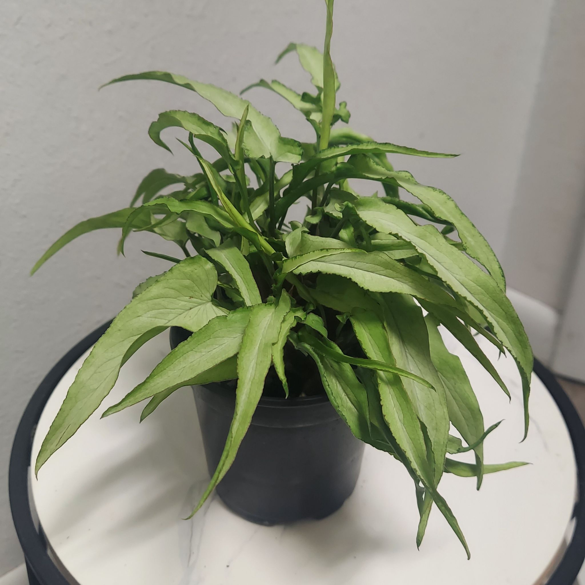 Photo of the plant species Ngern Lai Ma Arrowhead Plant by @gAnderson named Syngonium "Elle" on Greg, the plant care app