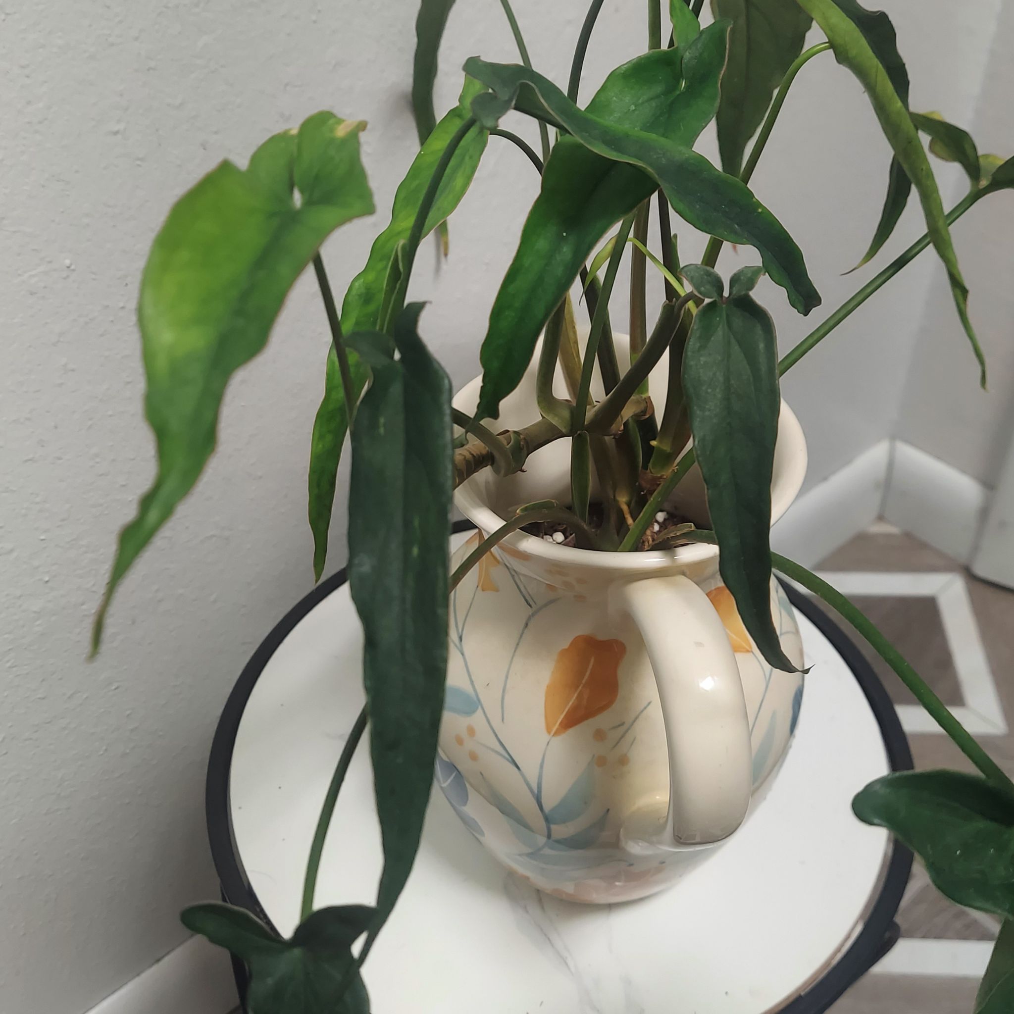 Photo of the plant species Syngonium 'Lance Leaf' by @gAnderson named Syngonium "Lance-A-Lot" on Greg, the plant care app