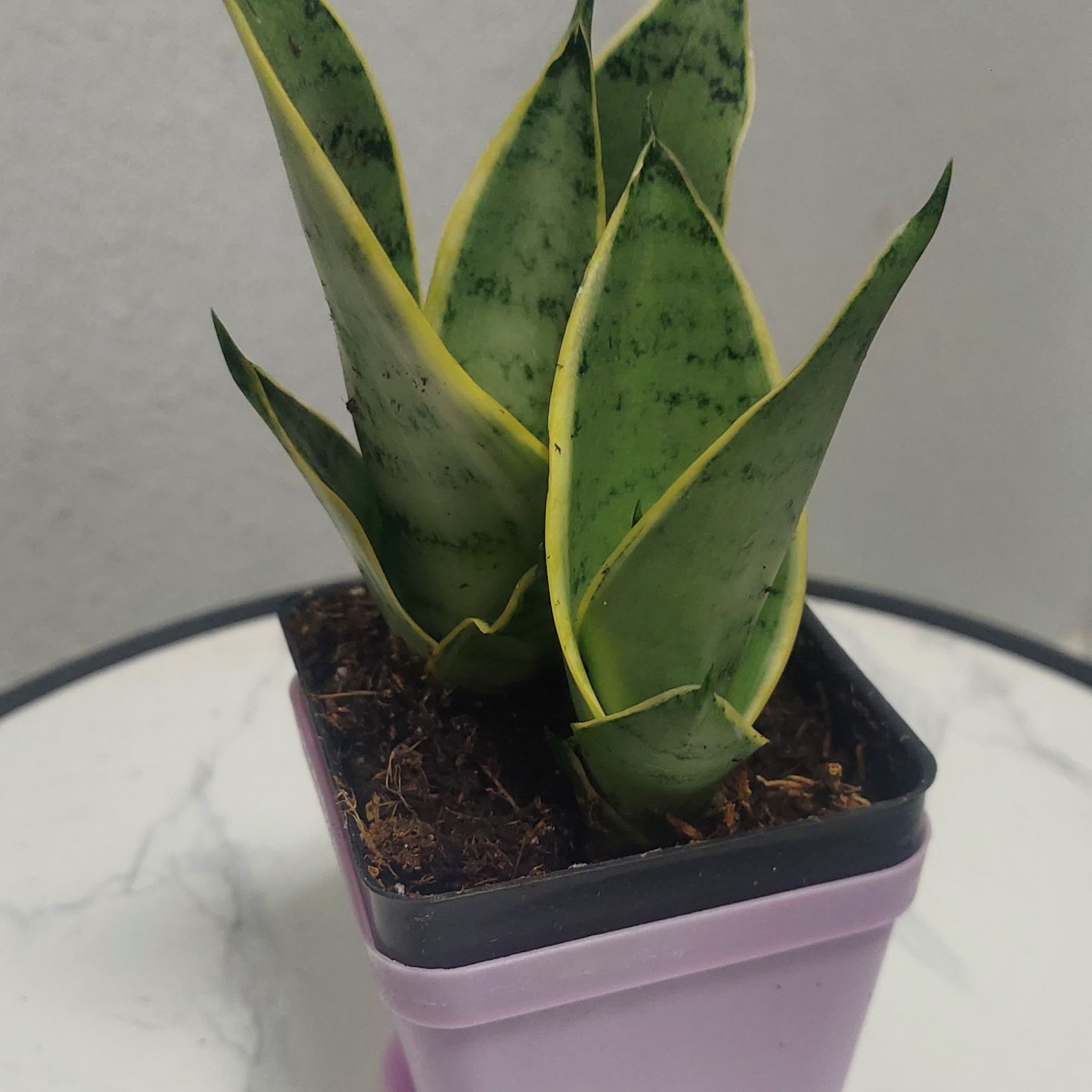 Photo of the plant species Gold Flame Snake Plant by @gAnderson named Dracaena "Gabriela" on Greg, the plant care app