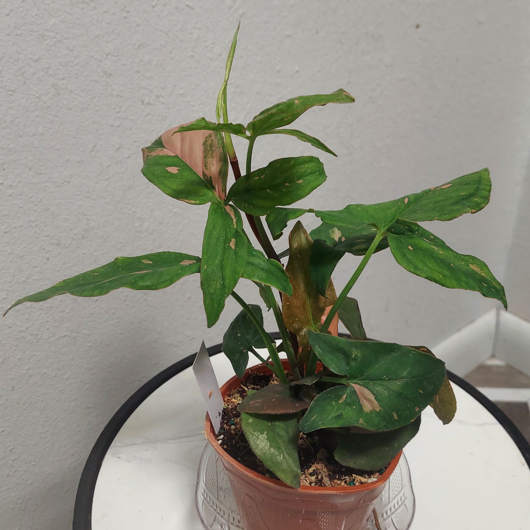 Photo of the plant species Syngonium Pink Splash Thai by @gAnderson named Syngonium "Harmony" on Greg, the plant care app