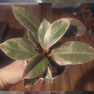 Variegated Rubber Tree plant in Stilwell, Oklahoma