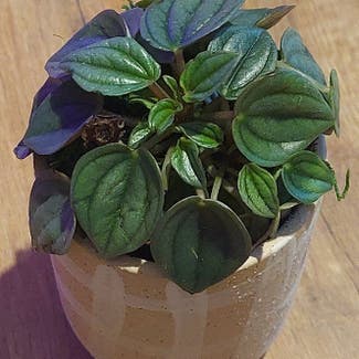 Silver Frost Peperomia plant in Stilwell, Oklahoma
