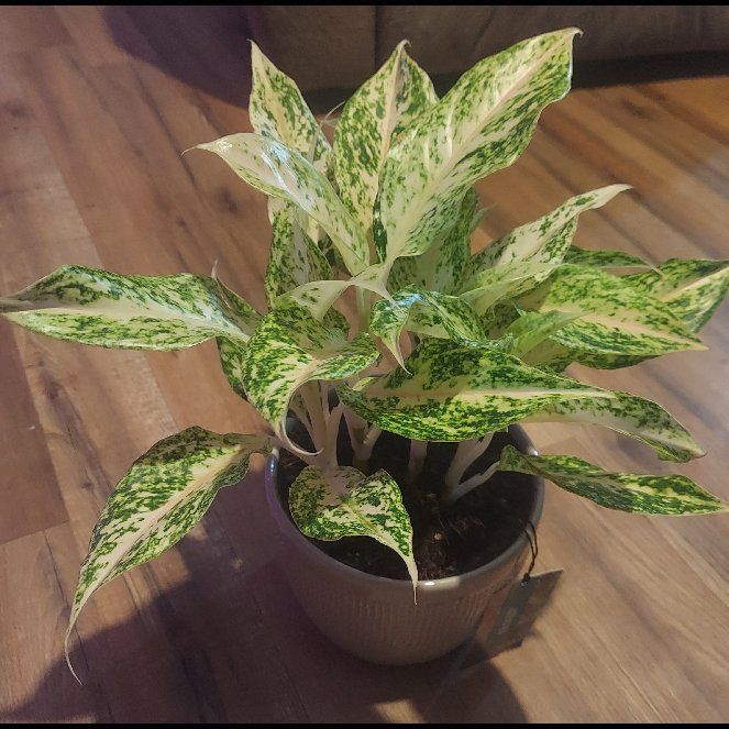 Photo of the plant species Two Tone Moonstone Chinese Evergreen by @gAnderson named Aglaonema "Cher" on Greg, the plant care app