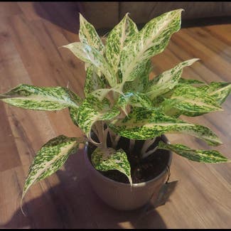 Two Tone Moonstone Chinese Evergreen plant in Stilwell, Oklahoma