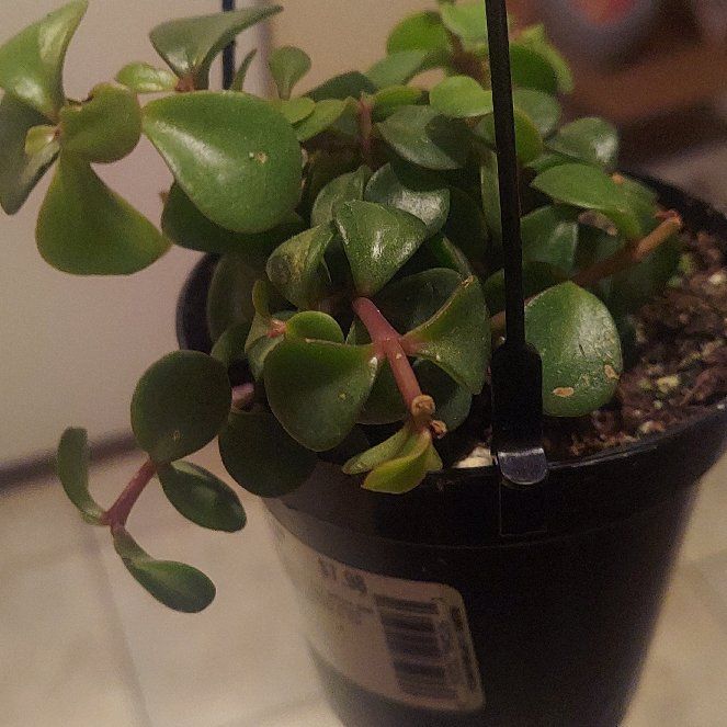 Plant care for Golden Elephant Bush on Greg, the plant care app
