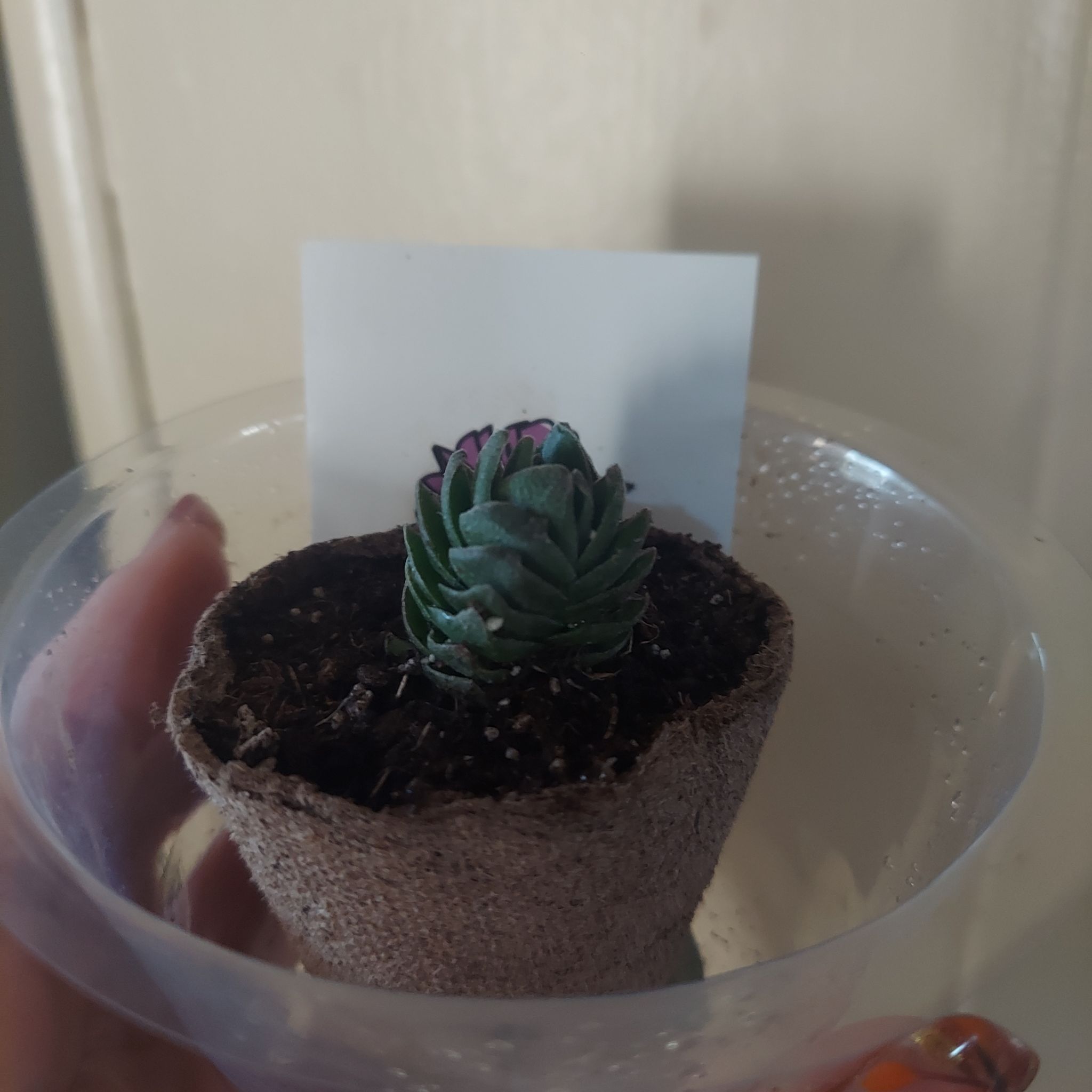 Photo from the post