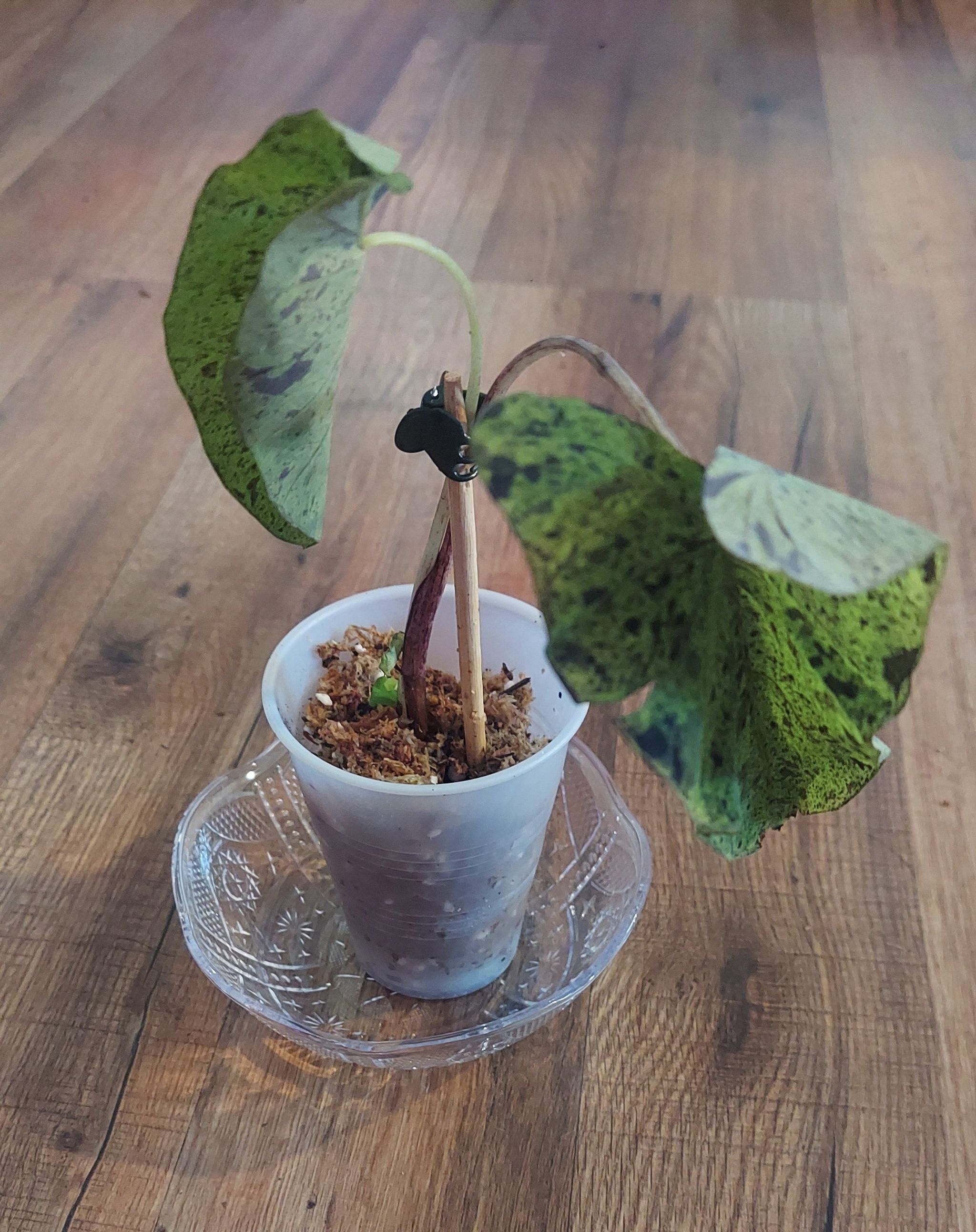Photo of the plant species elephant ear mojito by @gAnderson named Colocasia "Kobe" 🌺 😇 on Greg, the plant care app
