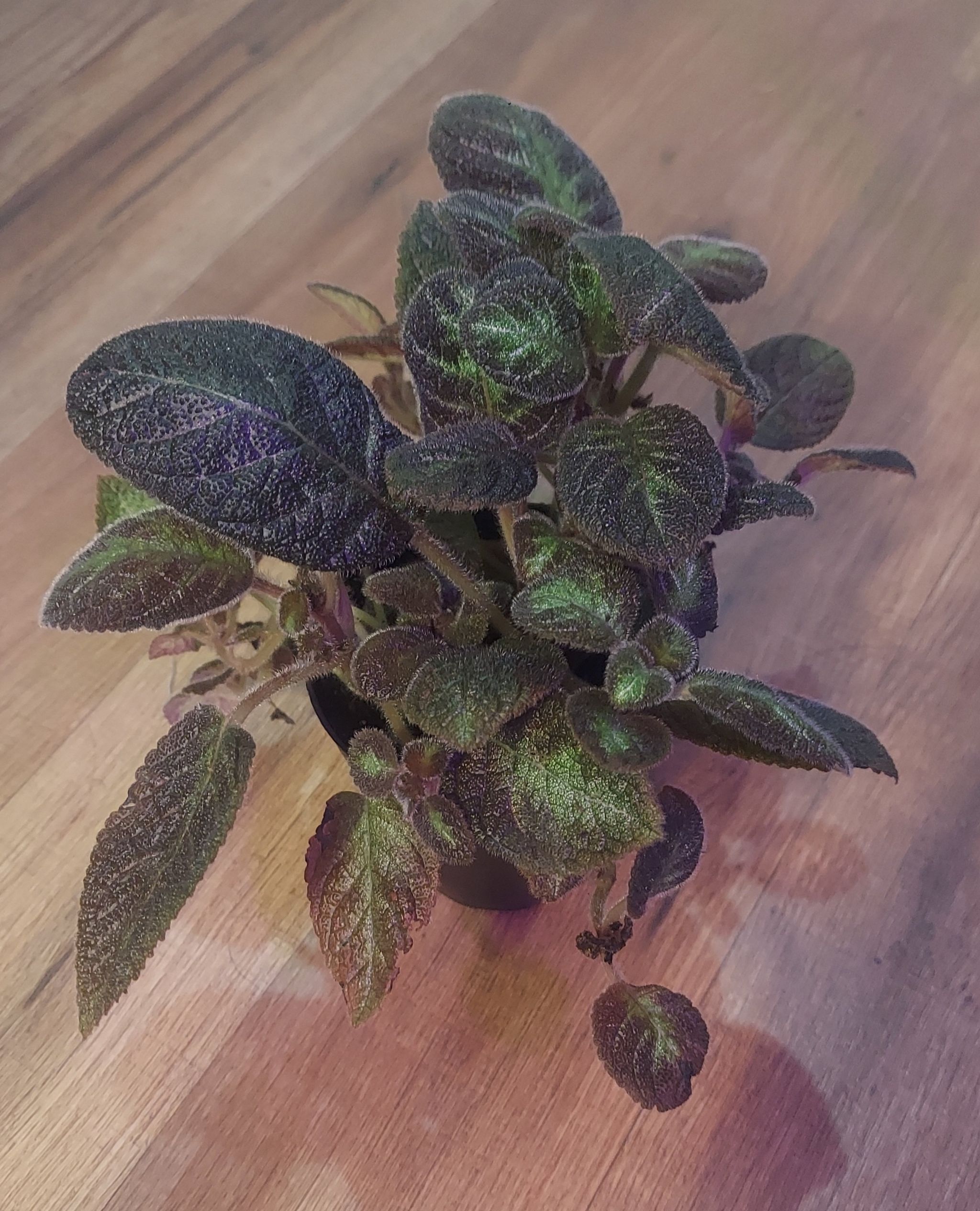 Flame Violet plant with dark green, metallic-sheen leaves in a small pot on a wooden surface.