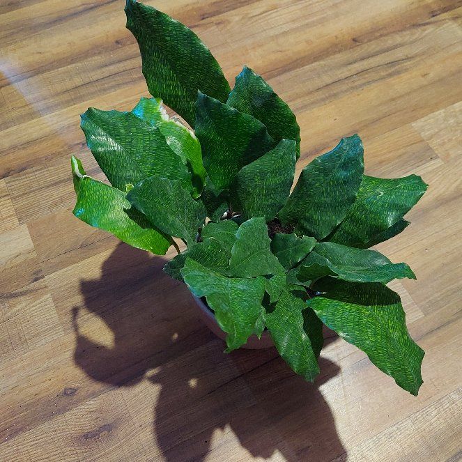 Photo of the plant species Network Prayer Plant by @gAnderson named Calathea "Sol" on Greg, the plant care app