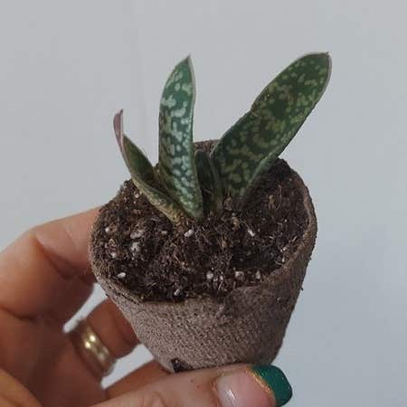 Photo of the plant species gasteria bicolor by @gAnderson named Succulant "Cleopatra" 🌵 on Greg, the plant care app