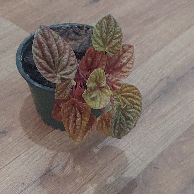 Photo of the plant species Radiator Plant 'Quito' by @gAnderson named Peperomia "Rachel" 😇 on Greg, the plant care app