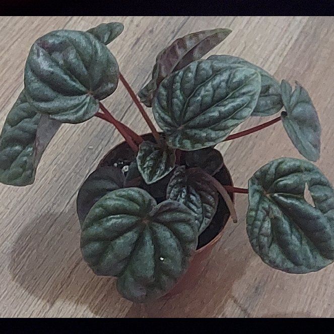 Photo of the plant species Peperomia 'Luna Grey' by @gAnderson named Peperomia "Harmony" 😇 on Greg, the plant care app