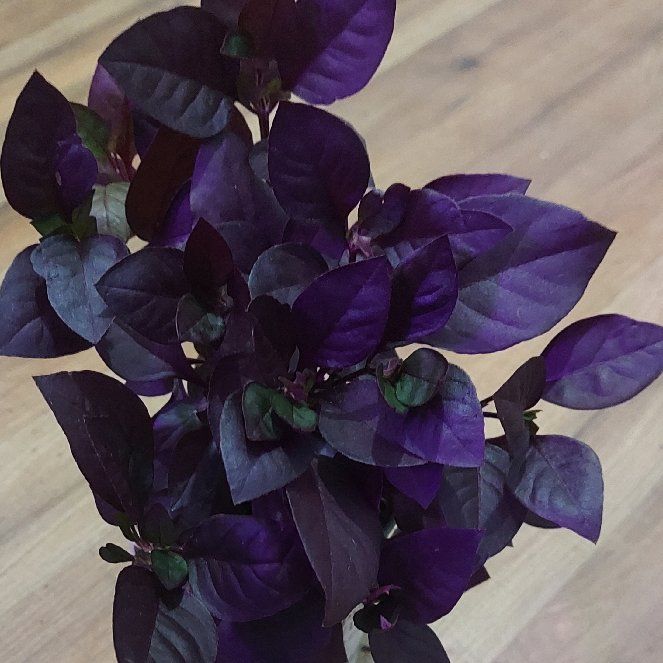 Photo of the plant species Alternanthera 'Plum Dandy' by @gAnderson named Alternanthera "Apollo" on Greg, the plant care app