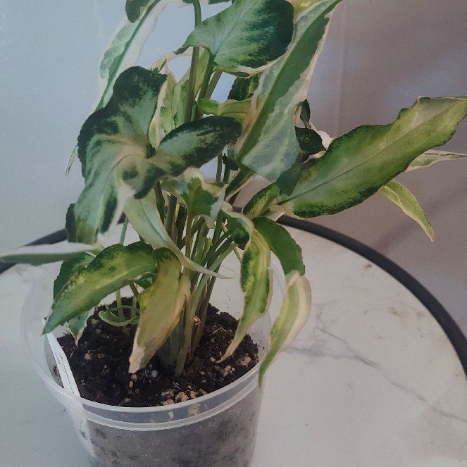 Photo of the plant species Syngonium Dwarf Variegata by @gAnderson named Syngonium "Jaclynn" on Greg, the plant care app