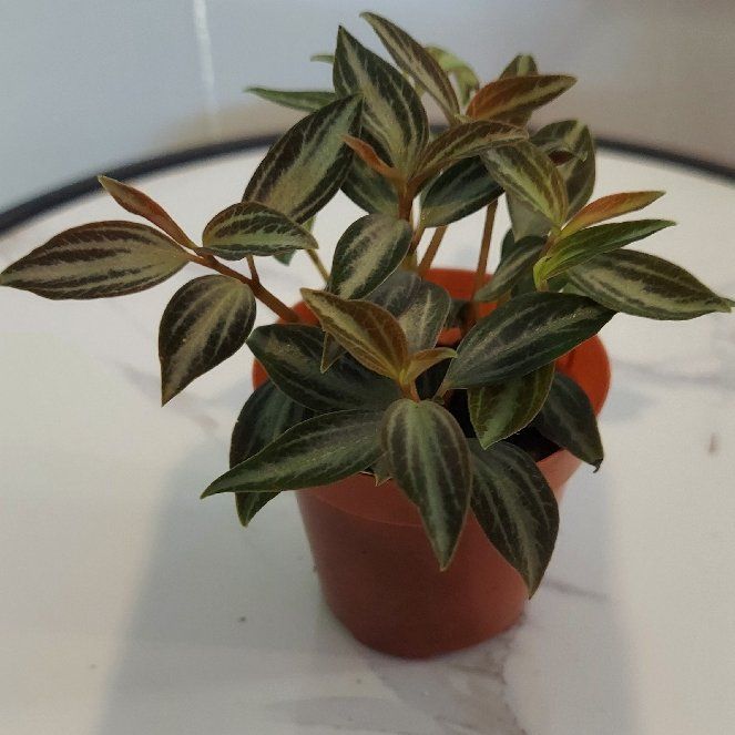 Photo of the plant species Peperomia trinervis by @gAnderson named Peperomia "Clooney" on Greg, the plant care app