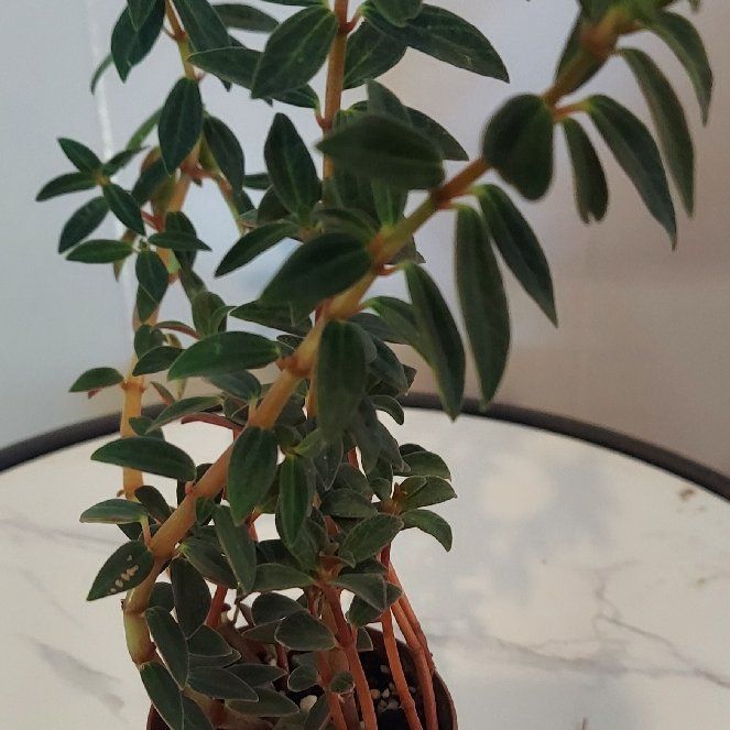 Photo of the plant species peperomia verticilata by @gAnderson named Peperomia "Harper" on Greg, the plant care app