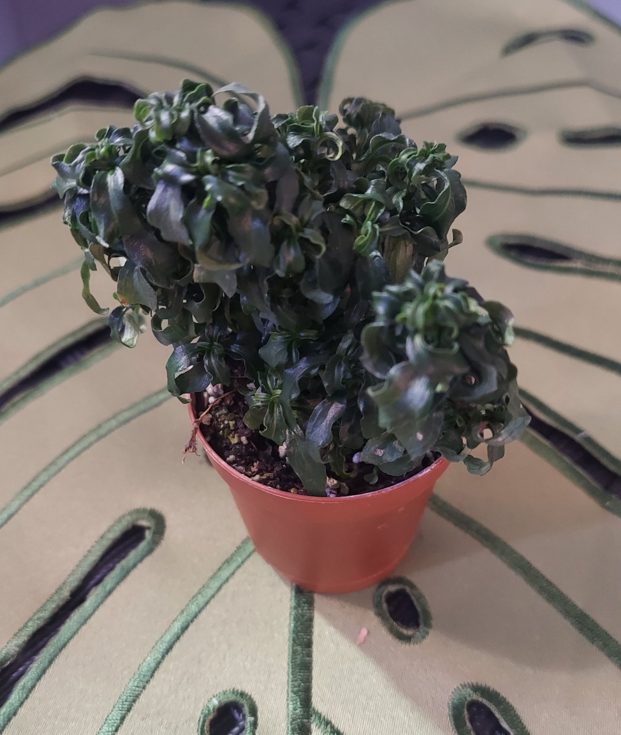 Potted Hairy Joyweed plant with curled dark green leaves in a small pot.