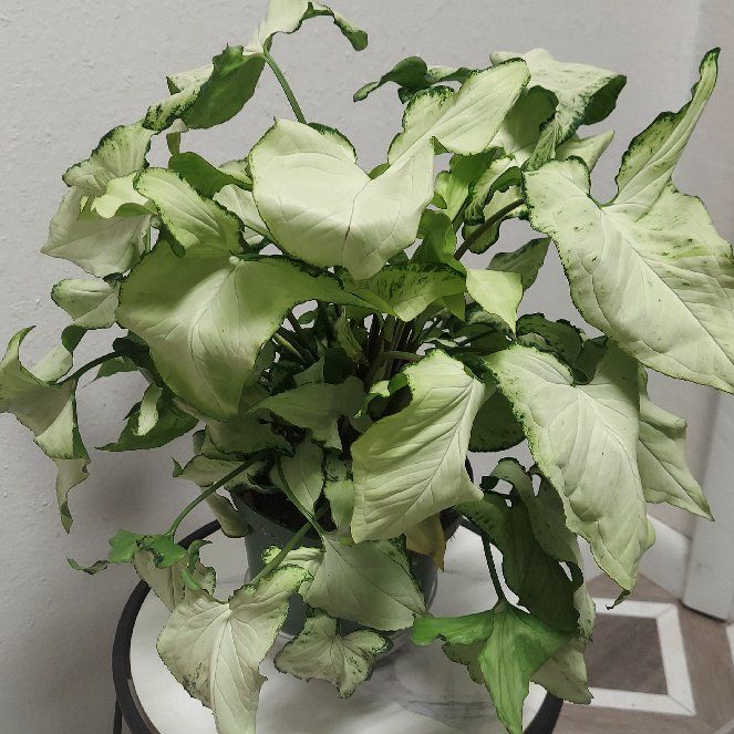 Photo of the plant species Syngonium by @gAnderson named Syngonium "Holly" on Greg, the plant care app