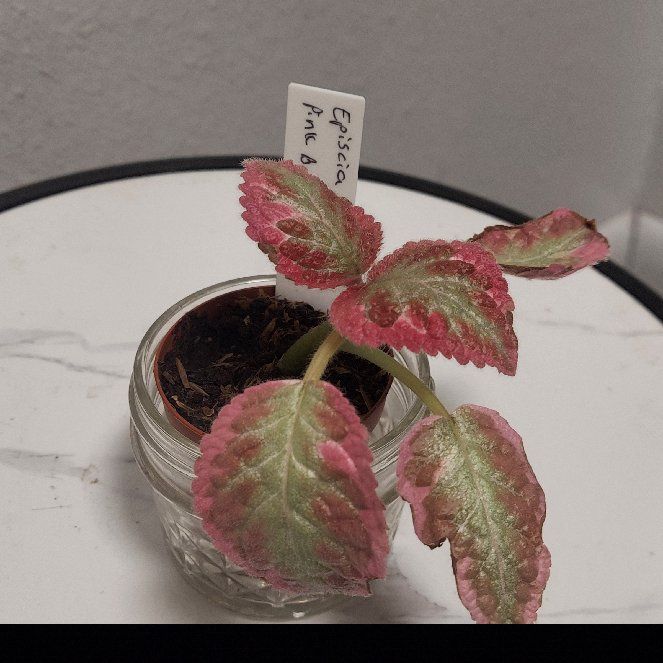 Photo of the plant species Episcia 'Pink Dreams' by @gAnderson named Sherlock on Greg, the plant care app