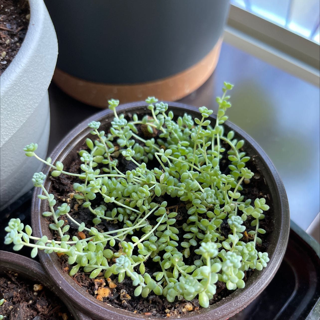Potted Sedum 'Himalayan Skies' plant with small succulent leaves, healthy and well-framed.