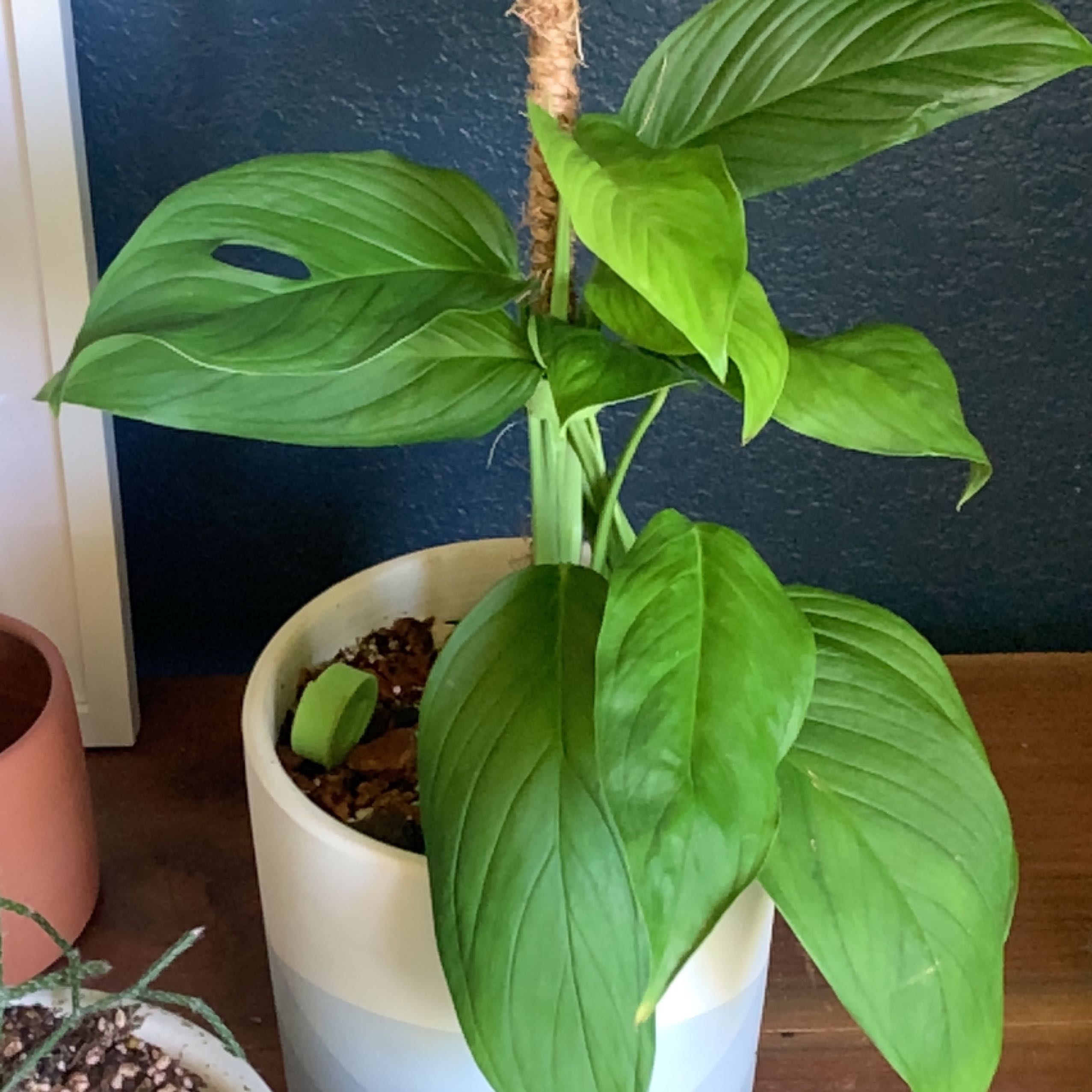 Monstera lechleriana plant in a pot with vibrant green leaves and visible soil.
