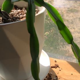Photo of the plant species Jungle Cactus by @AgileTaro named Anne on Greg, the plant care app