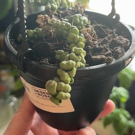 Photo of the plant species Dragon Jade by @AgileTaro named Orwell on Greg, the plant care app