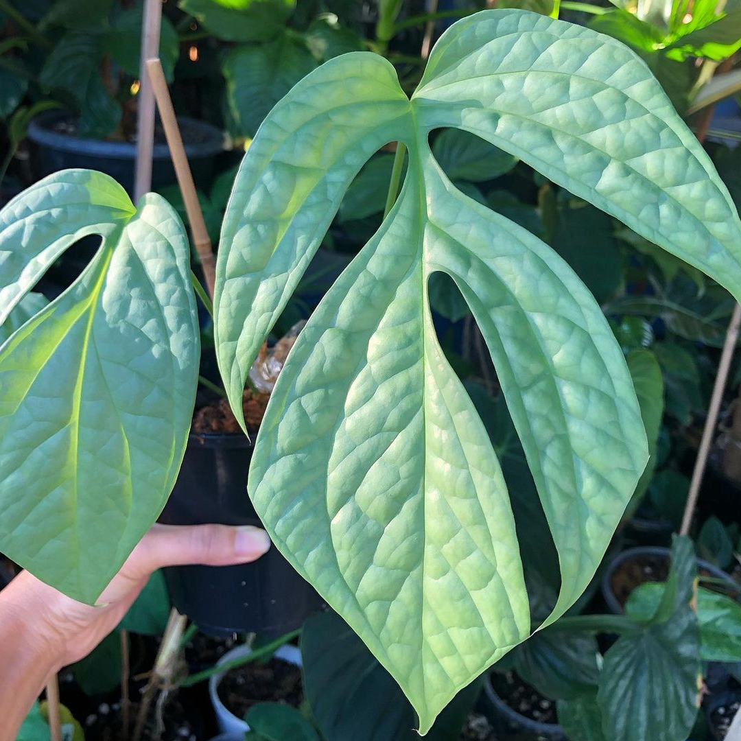 Amydrium 'Spider Man' plant with large, green, lobed leaves held by a hand.
