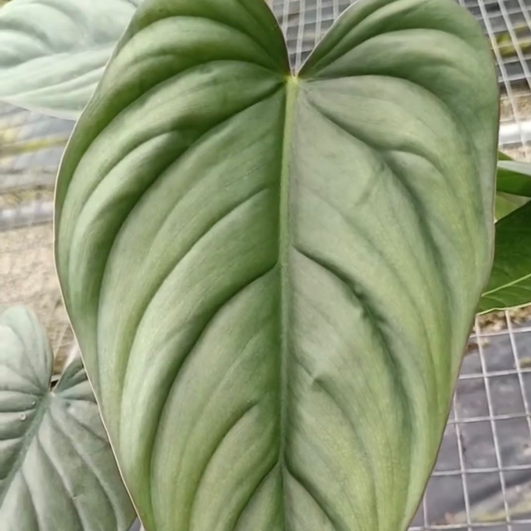 Plant care for Philondendron on Greg, the plant care app