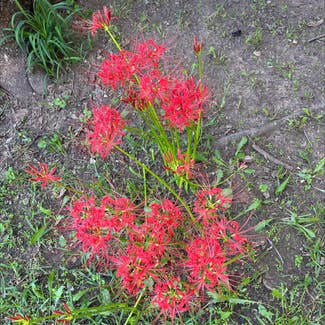 Red Spider Lily plant in Gainesville, Texas