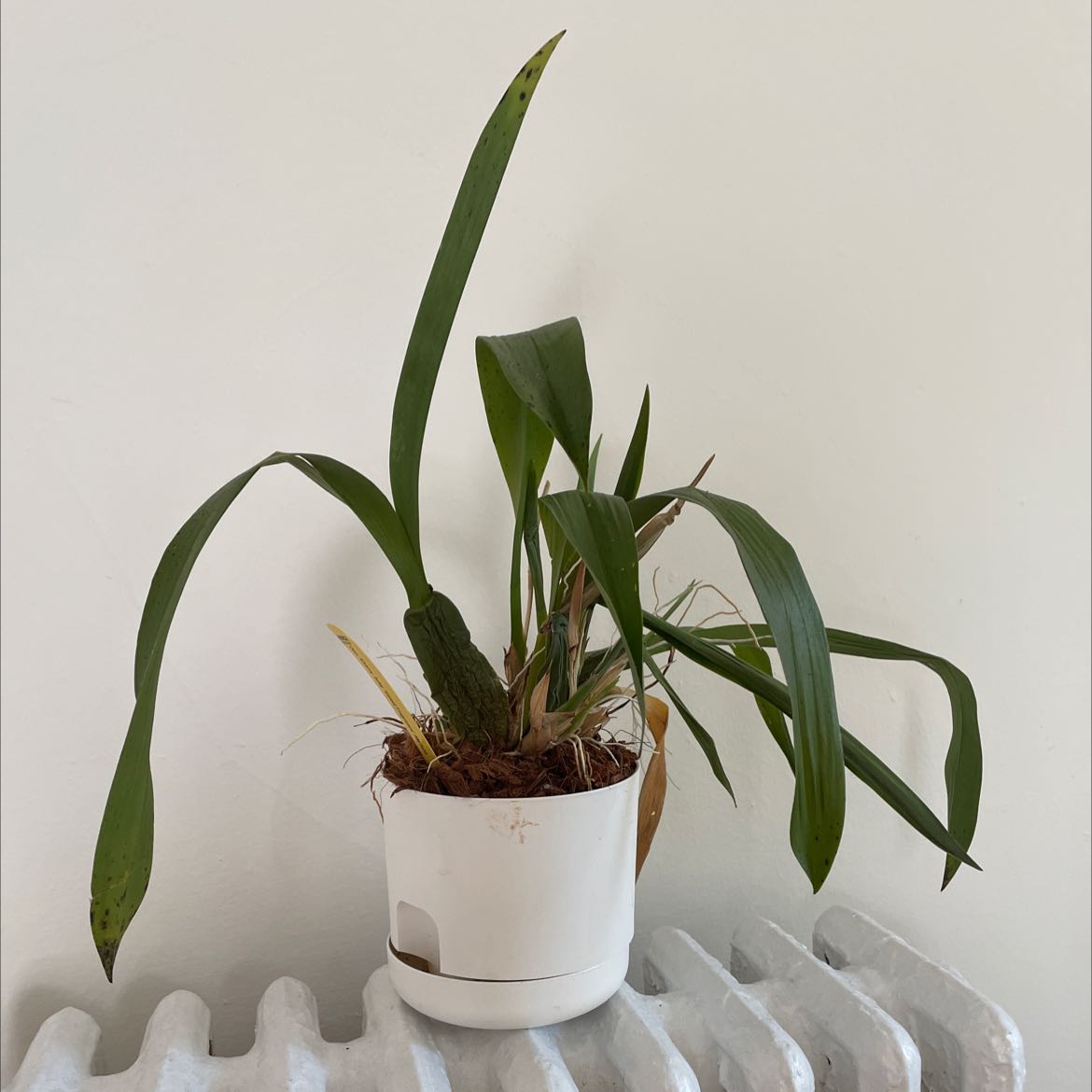 Potted Dancing-Lady Orchid with some yellowing and browning leaves, placed on a radiator.