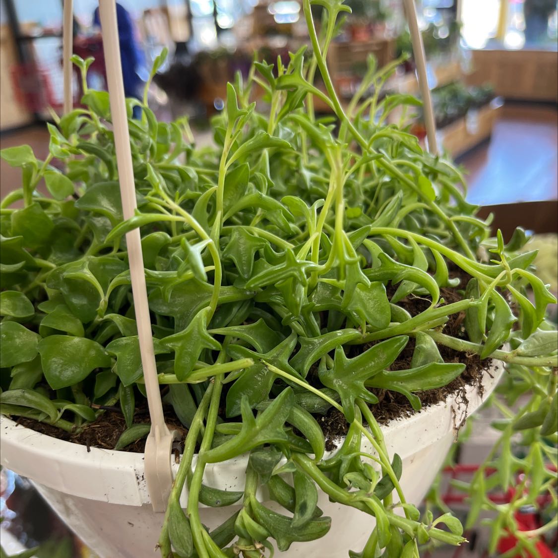 Healthy Candle Plant in a white hanging pot with vibrant green leaves.