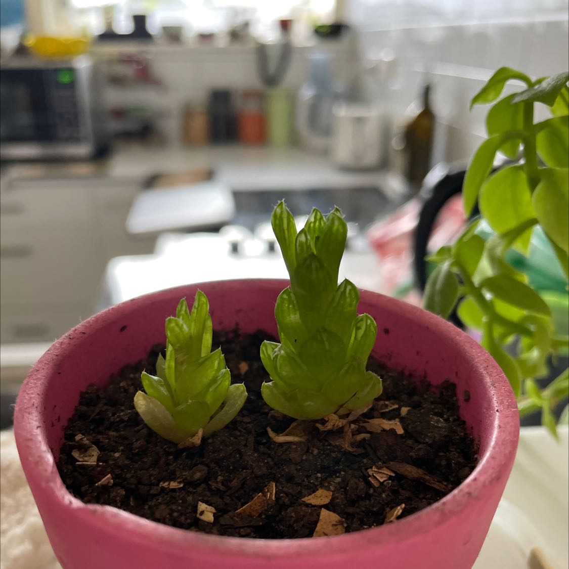 Sea Sandwort plant in a pink pot with green shoots, placed in a kitchen setting.