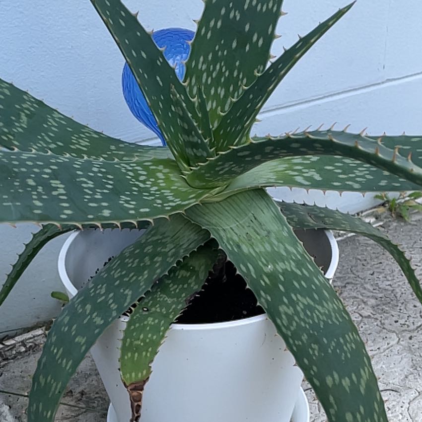 Broad-Leaved Aloe plant in a white pot with green leaves and white spots.