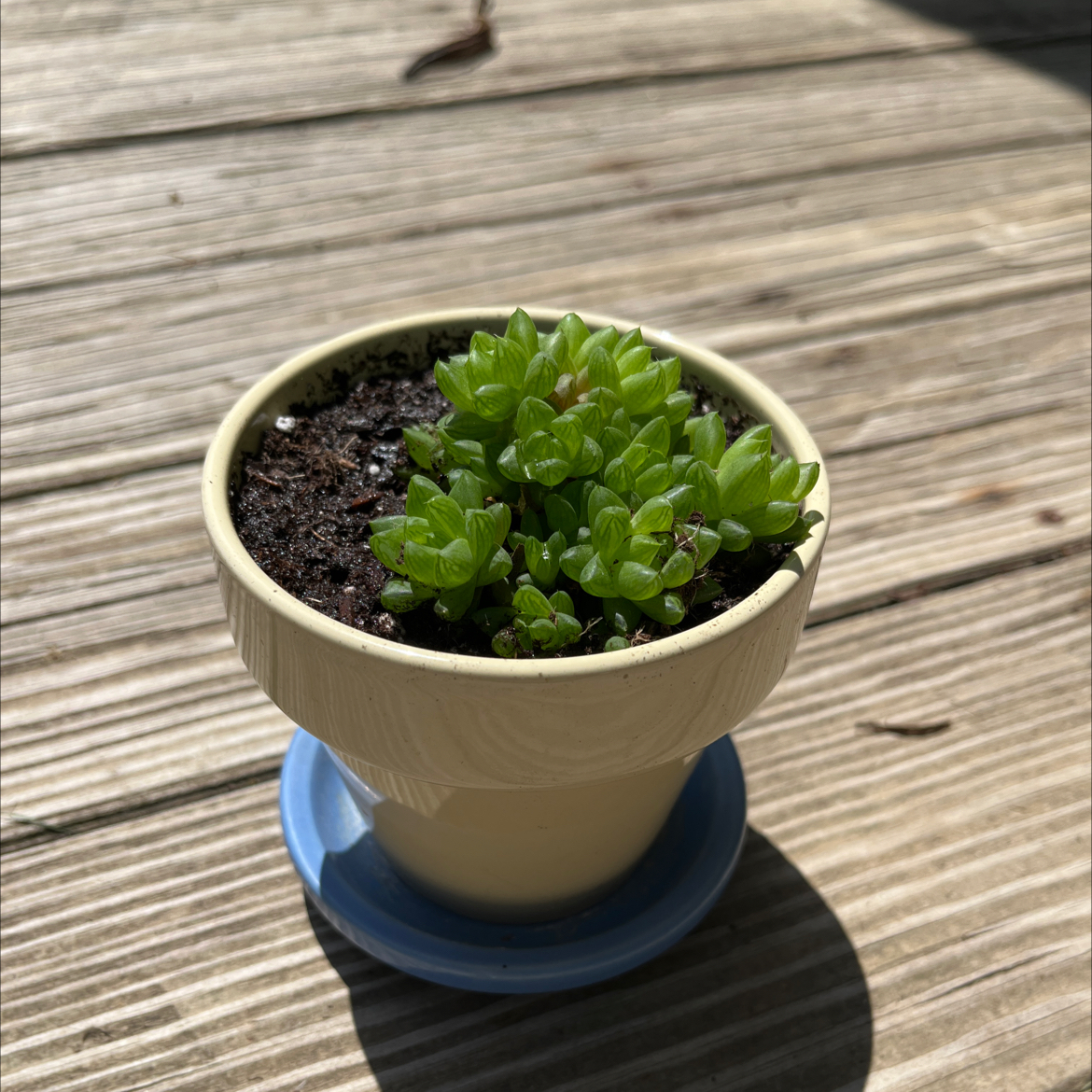 Haworthia cooperi plant in a small pot on a wooden surface, appearing healthy.