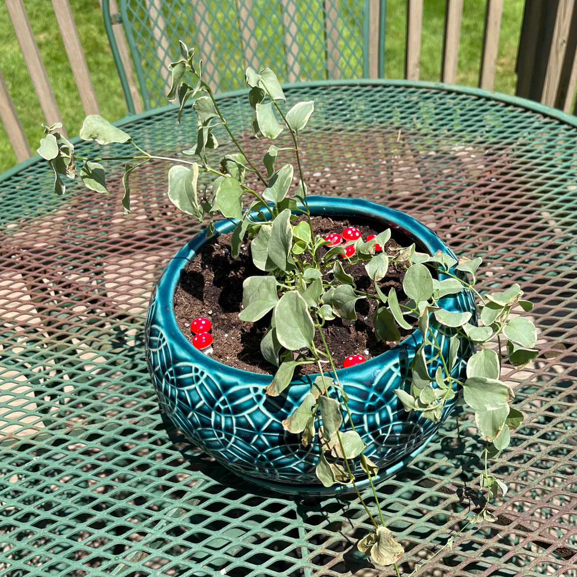 Healthy Greater Periwinkle plant with lush green leaves and bright pink flowers, in a teal patterned pot on an outdoor table.