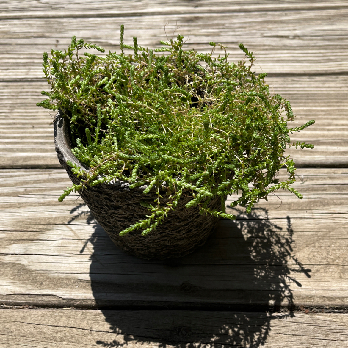 Potted Goldmoss Stonecrop plant with vibrant green foliage on a wooden surface.