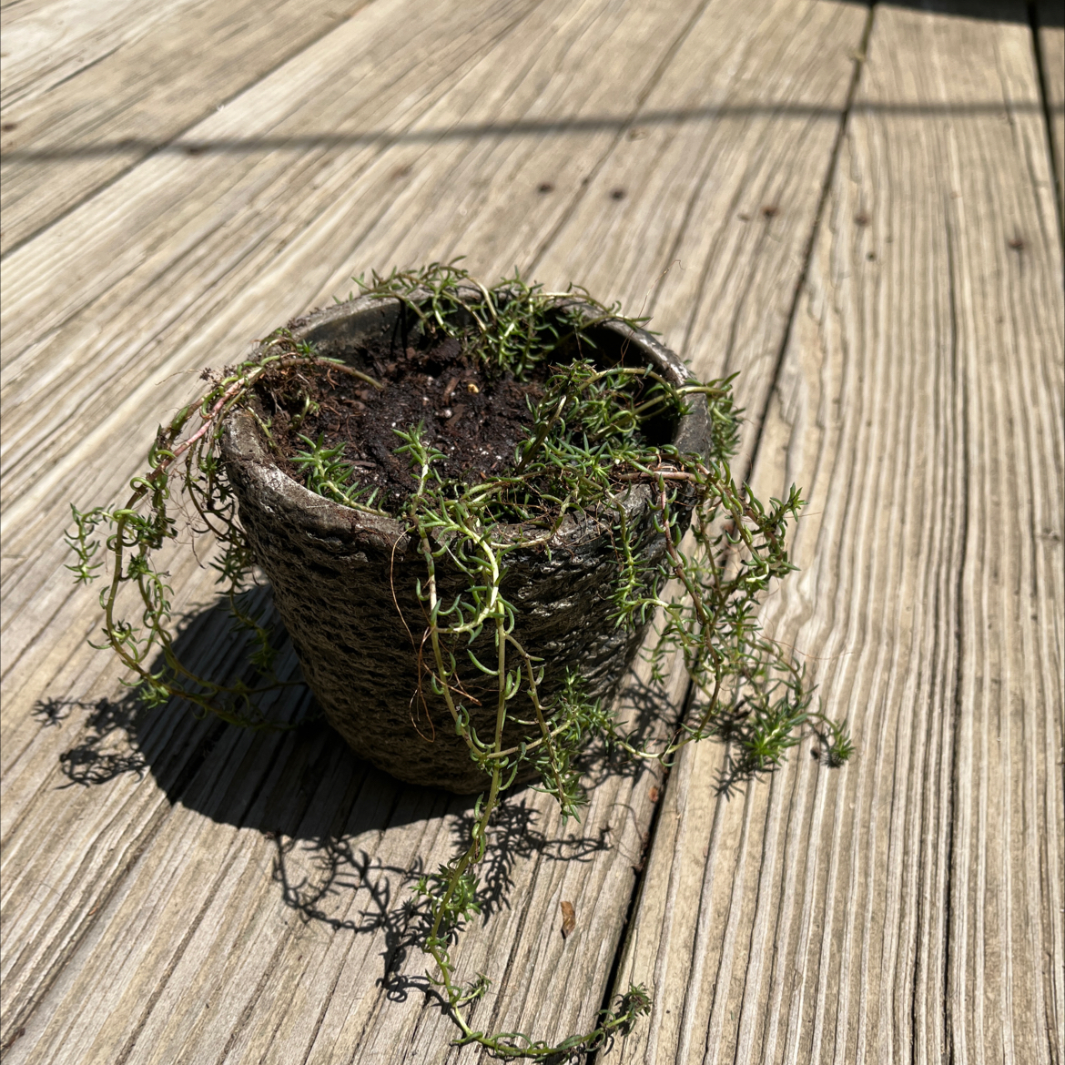 Potted Spanish Stonecrop plant with thin, trailing stems on a wooden surface.