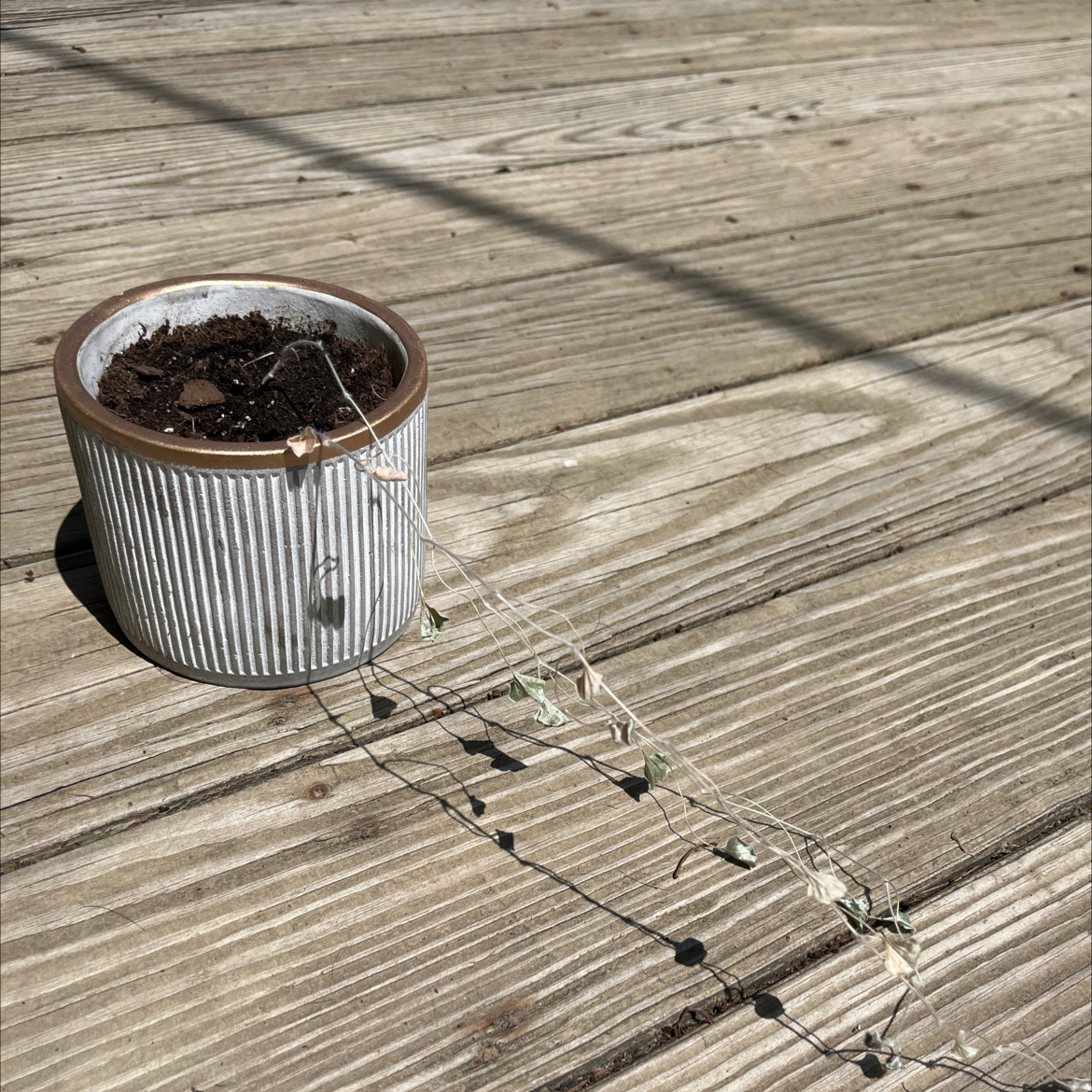 Potted Silver Ponysfoot plant with trailing stems and discolored leaves.