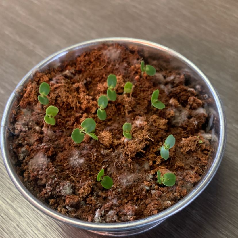 Sensitive Plant seedlings in a small pot with visible soil and some white mold.