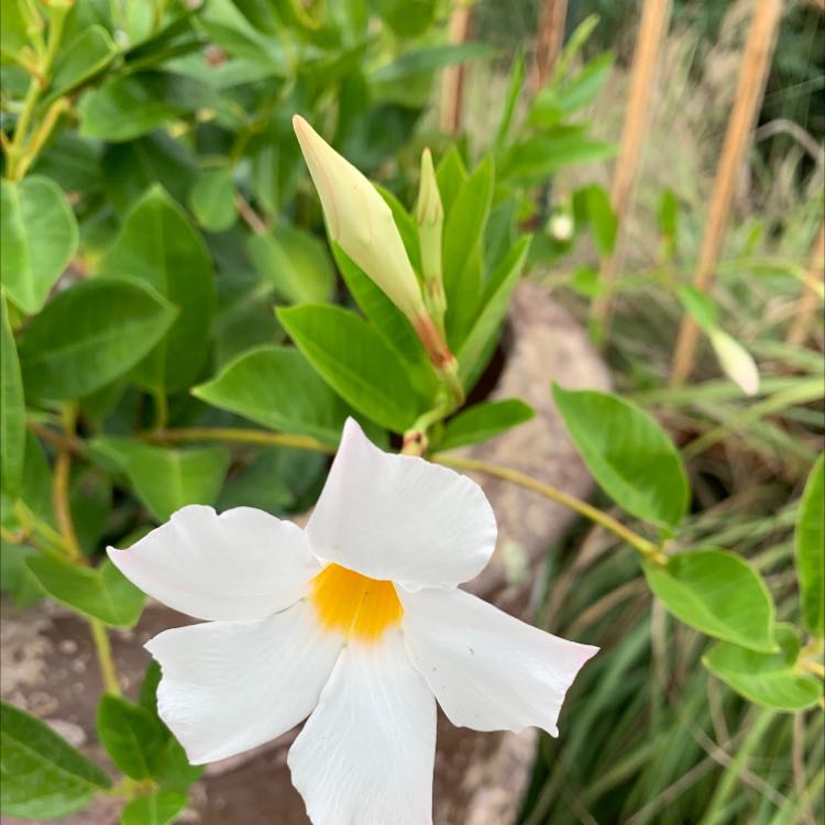 Photo of the plant species Brazilian Jasmine by @LargeWaterfern named Your plant on Greg, the plant care app