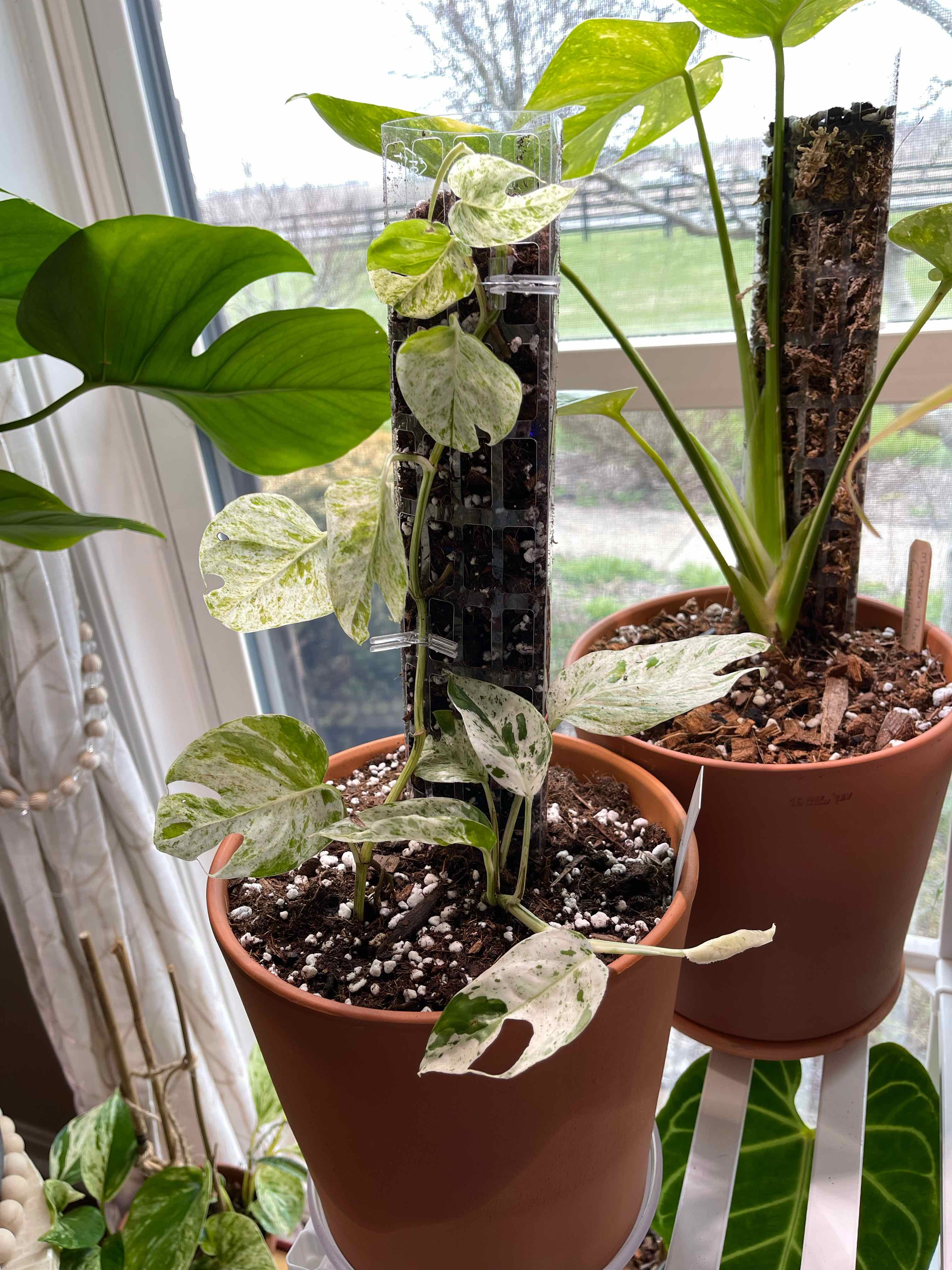 Marble Epipremnum Pinnatum plant in a pot with variegated leaves, visible soil, and some yellowing and browning.
